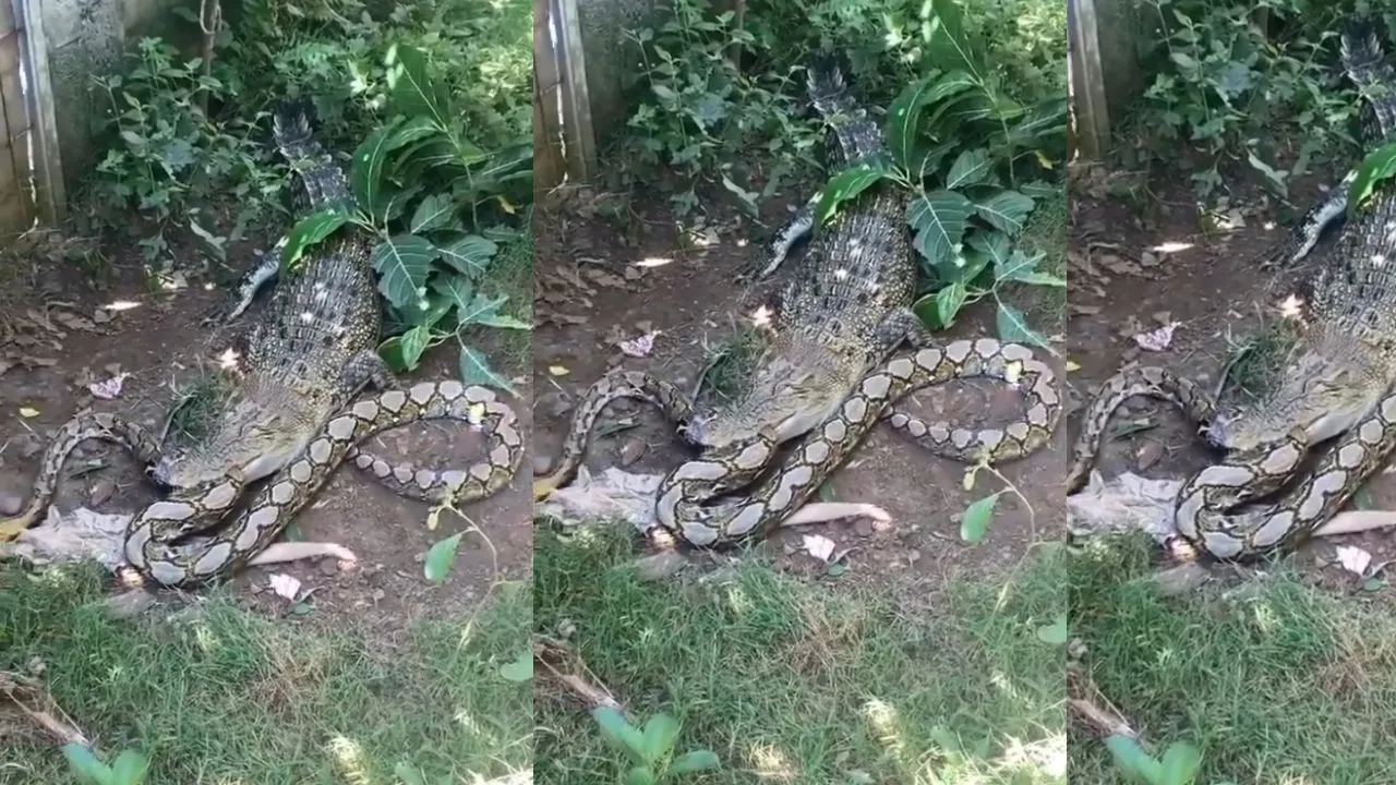 wildlife video news