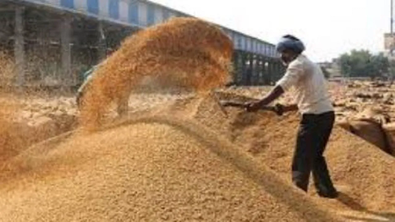 Paddy procurement 