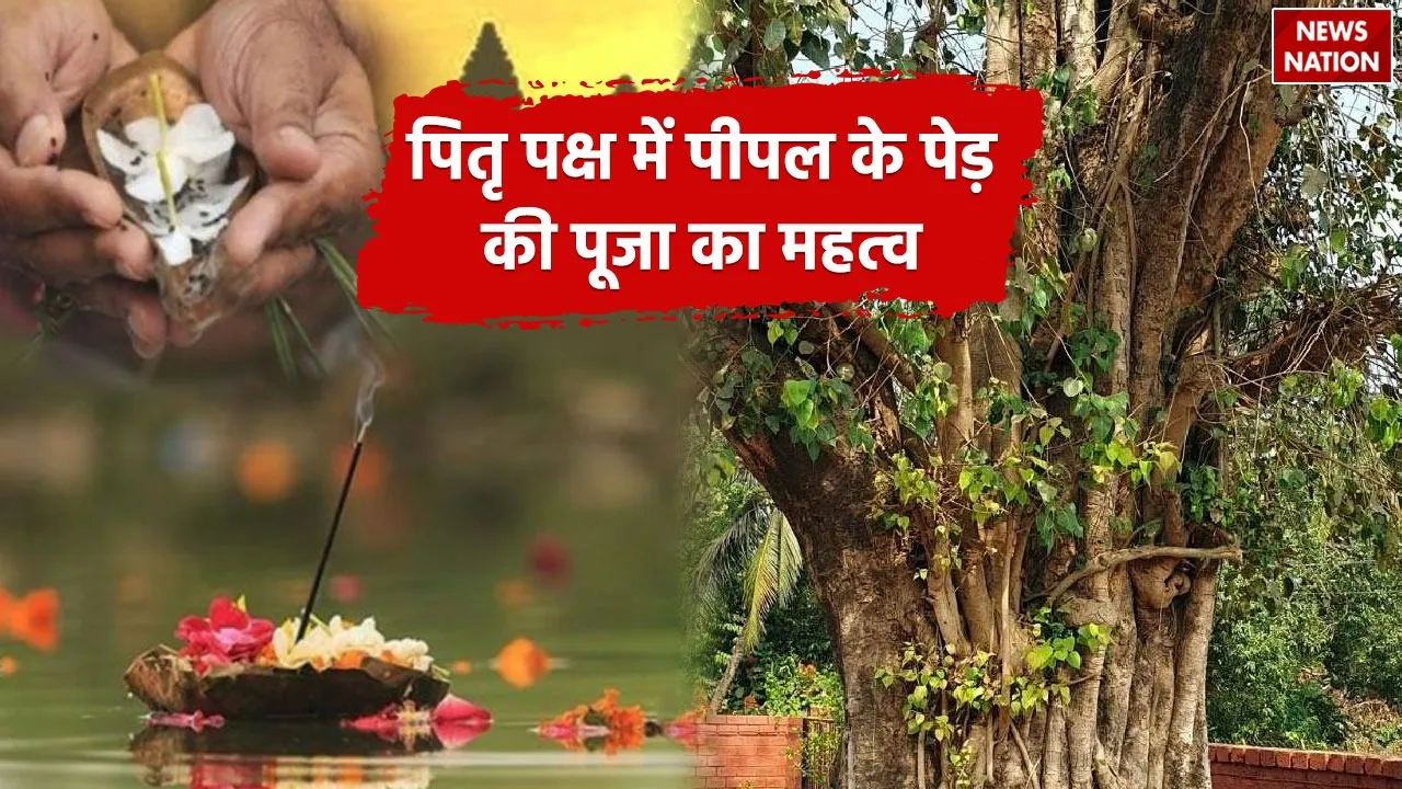 Worship the Peepal tree in this way during Pitru Paksha