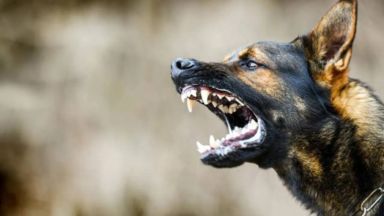 Dog Bites