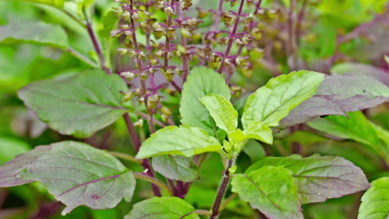 tulsi