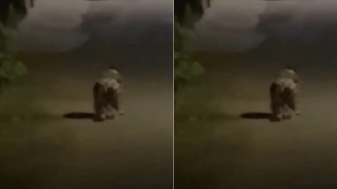 viral ghost video
