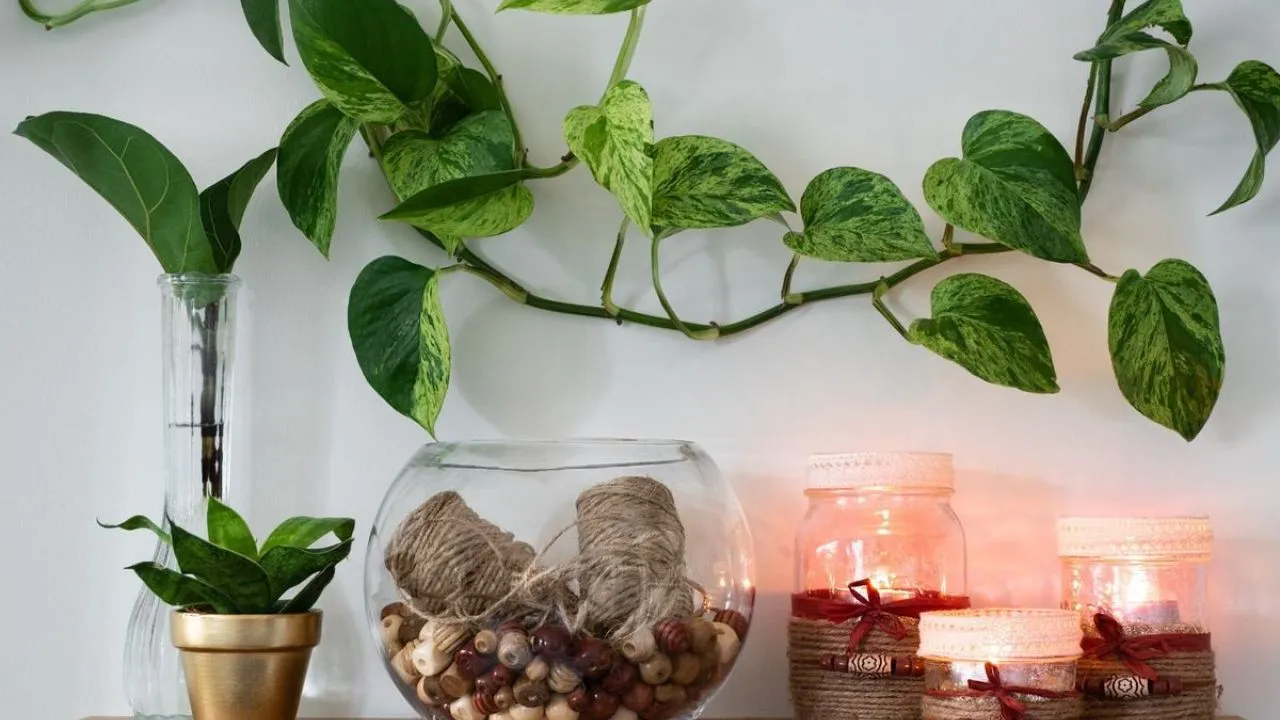  Money Plant: घर में मनी प्लांट लगाने में मत कर देना ये गलती, धन आने की बजाए हो जाएंगे कंगाल