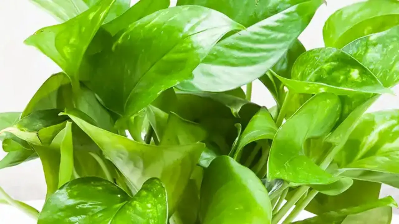  Money Plant: घर में मनी प्लांट लगाने में मत कर देना ये गलती, धन आने की बजाए हो जाएंगे कंगाल