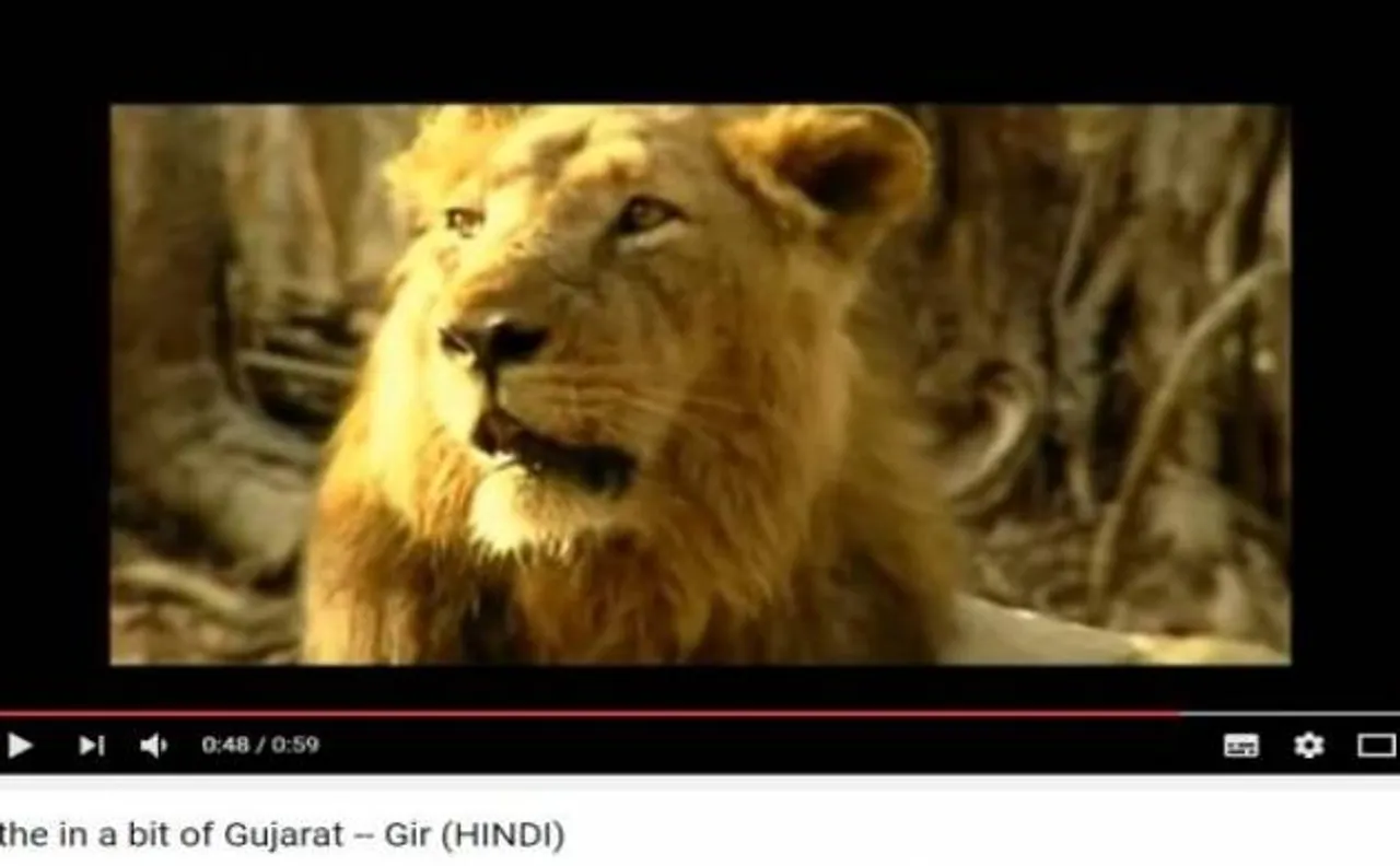 नहीं रहा गिर की शान, एशियाई बब्बर शेर मौलाना की मौत
