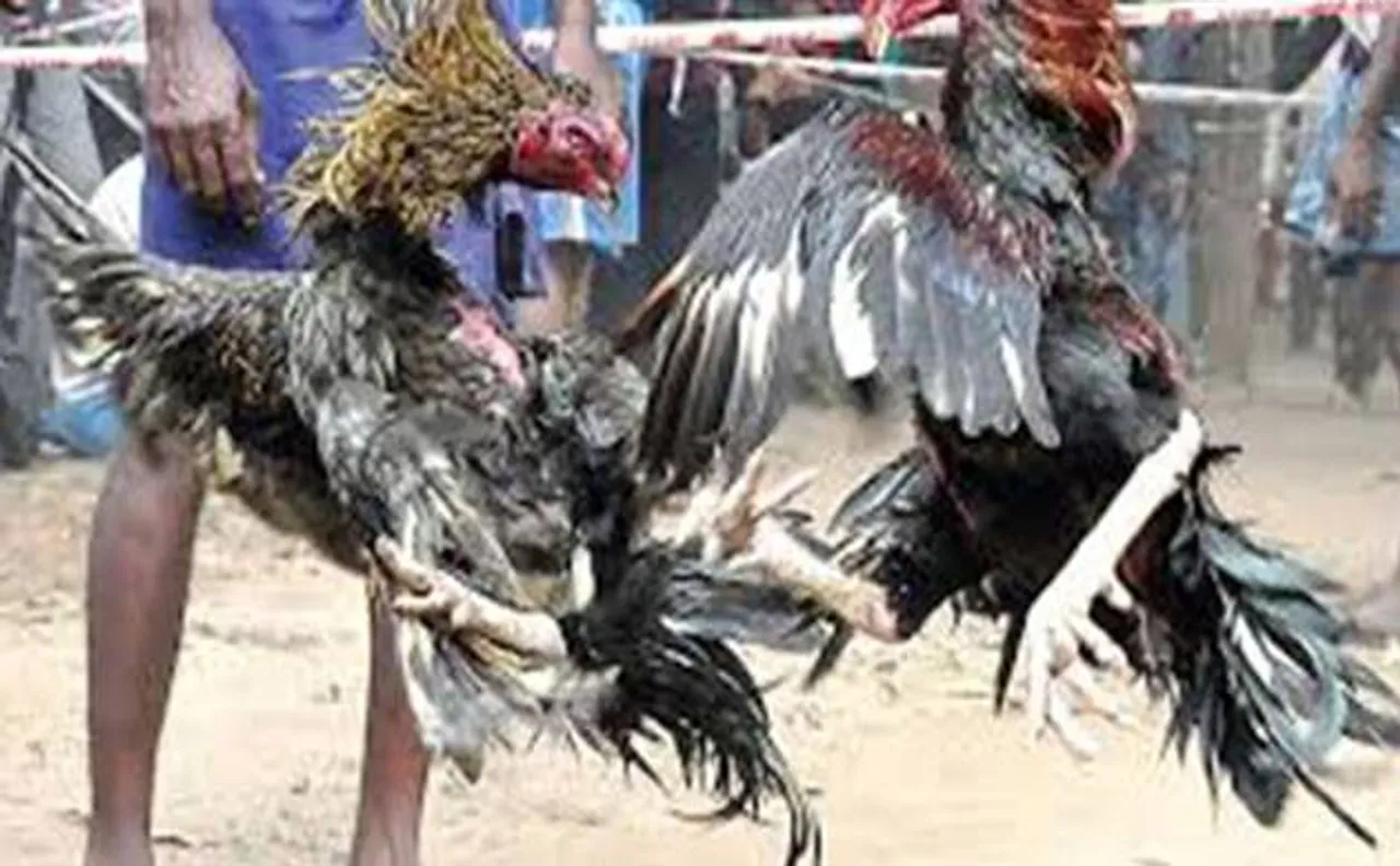 संक्रांति पर हैदराबाद हाई कोर्ट ने मुर्गों की लड़ाई पर लगाई रोक