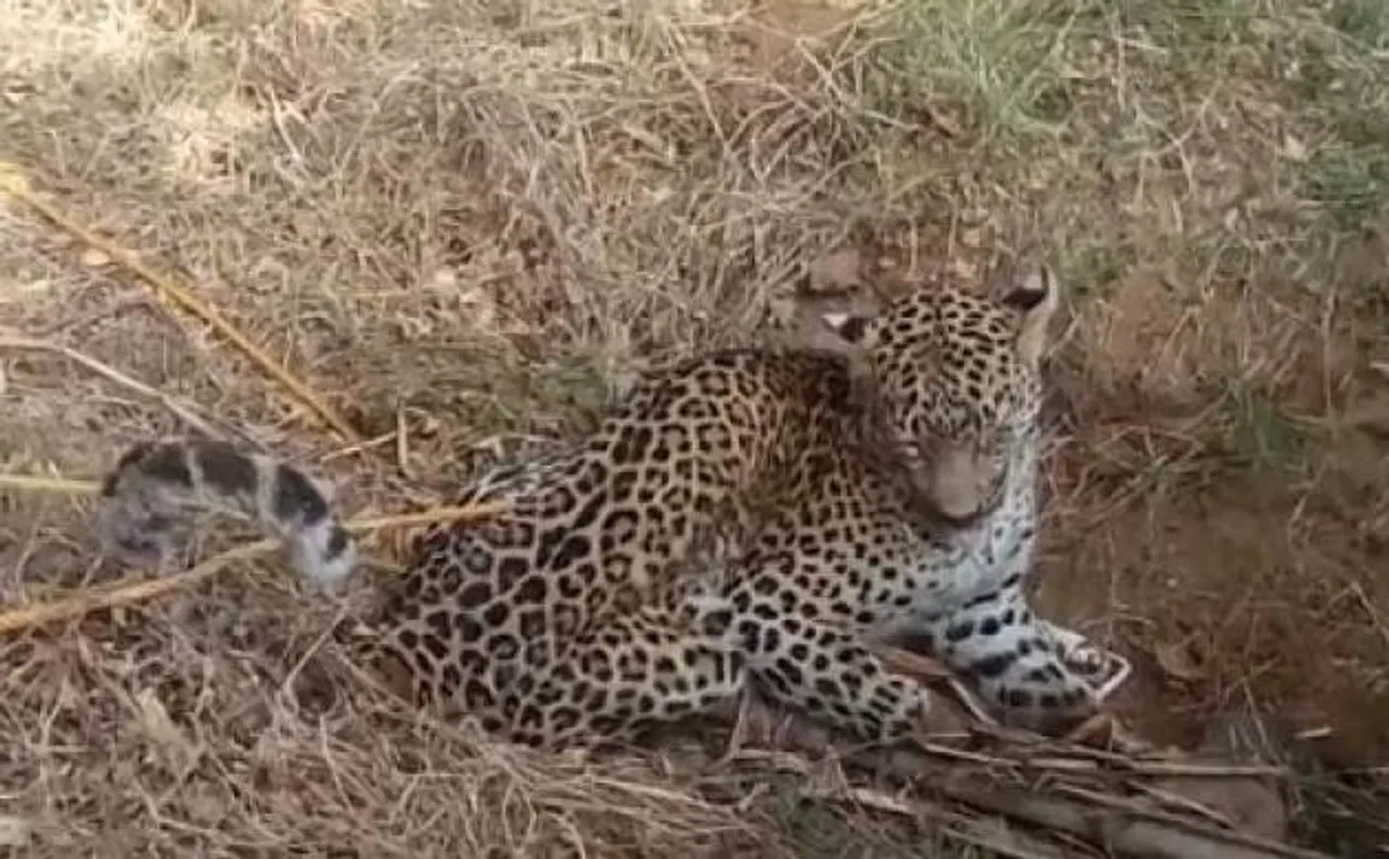 जयपुर में आमेर के एक गांव में तेुंदए के घुसने से ग्रामीणों में दहशत का माहौल