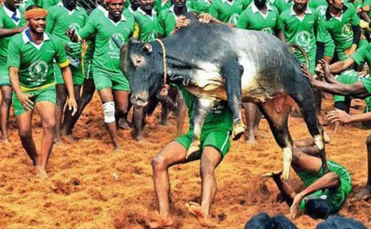 जल्लीकट्टू को लेकर तमिलनाडु में विरोध प्रदर्शन तेज, पीएम से मुलाकात करेंगे पन्नीरसेल्वम