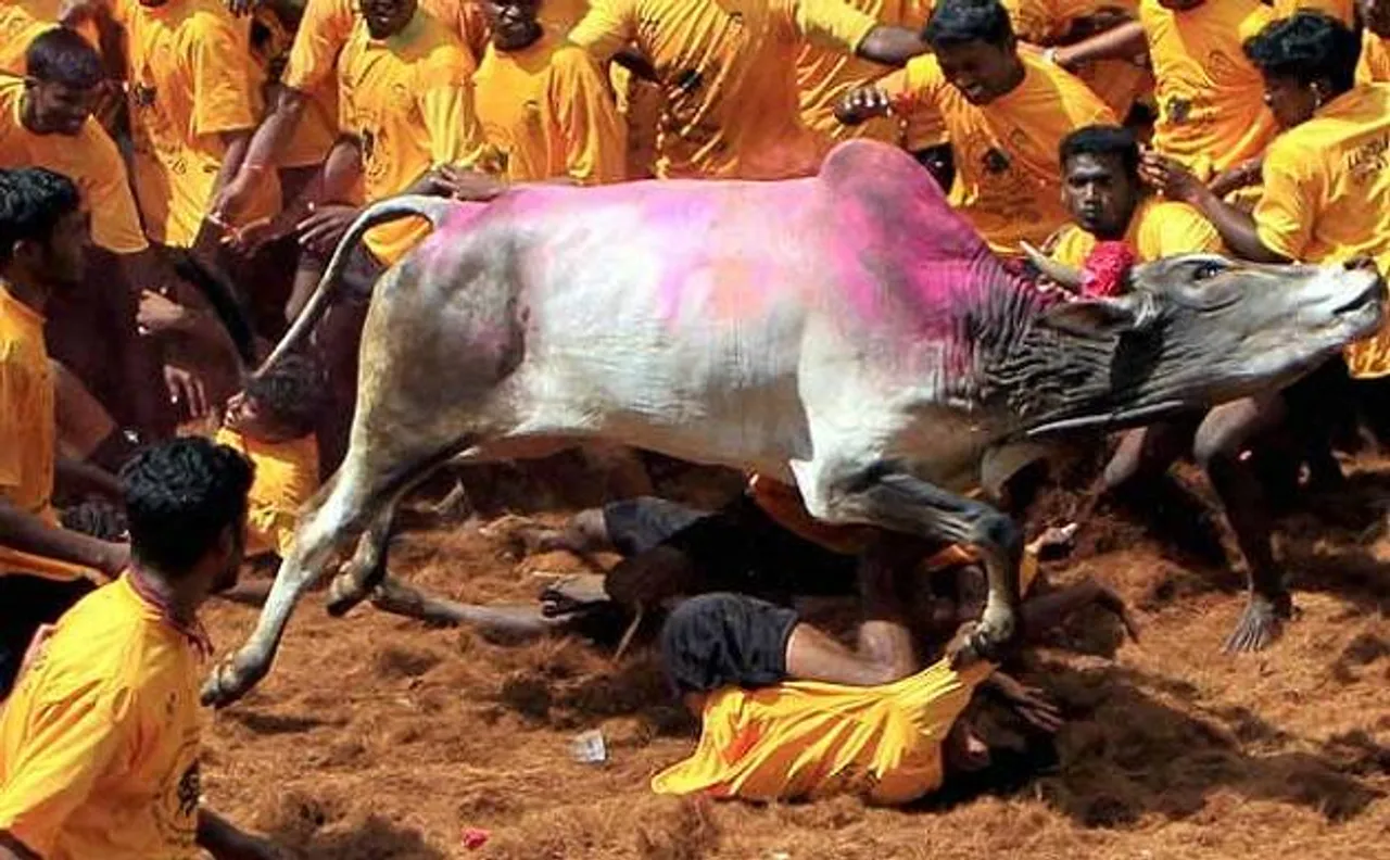 तमिलनाडु के पदुकोट्टई में जल्लीकट्टू के दौरान दो लोगों की मौत, 2014 में सुप्रीम कोर्ट ने लगाया था प्रतिबंध