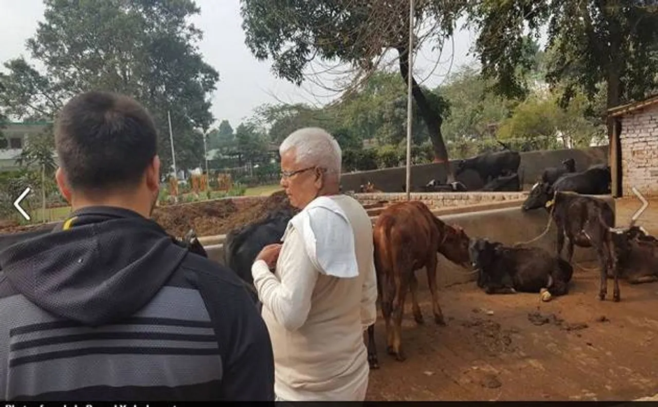 लालू की गौ-सेवा वाली तस्वीर सोशल मीडिया पर खूब हो रही है वायरल