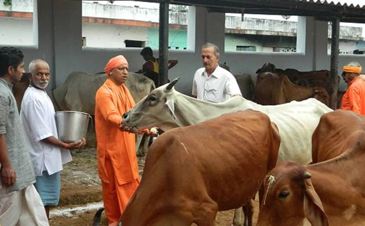सीएम हाउस में योगी आदित्यनाथ पालेंगे गाय, गोरखपुर से लाई जाएंगी छह गाय
