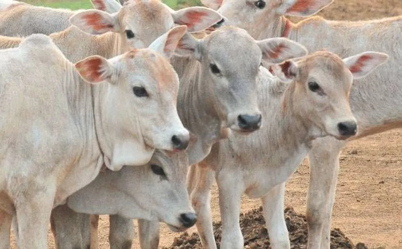 असम, मणिपुर केरल और पश्चिम बंगाल में गोहत्या पर नहीं है प्रतिबंध