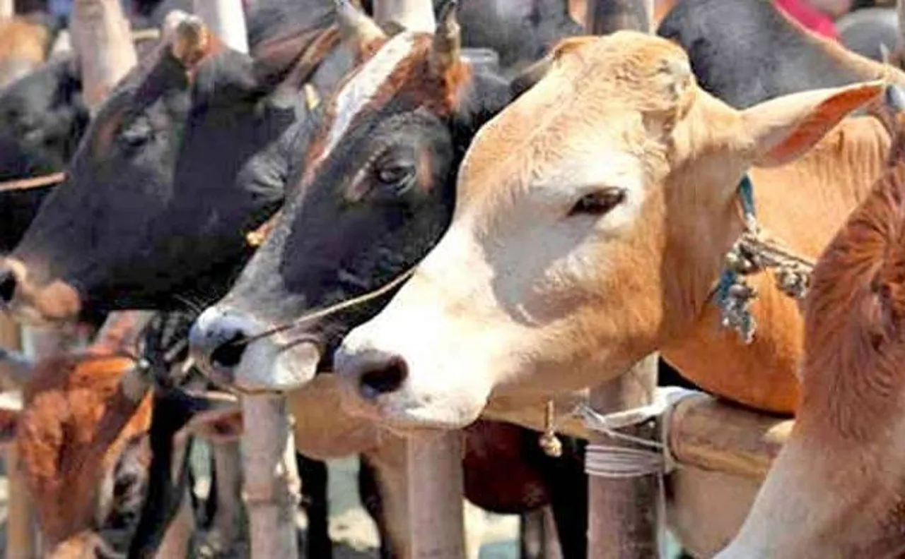 बूचड़खानों के लिए पशुओं की बिक्री पर बैन के फैसले पर रोक, मद्रास हाई कोर्ट ने 4 हफ्तों के भीतर मांगा जवाब