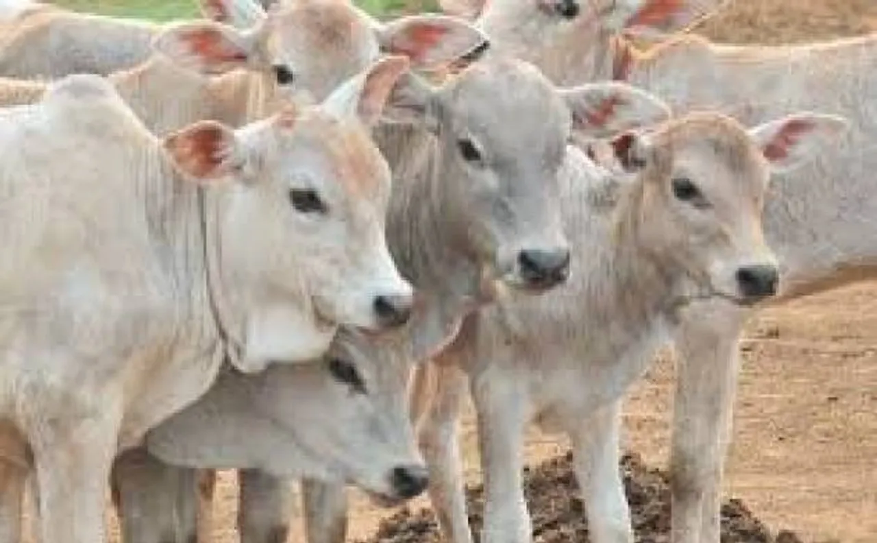 राजस्थान हाईकोर्ट का सुझाव, गाय को राष्ट्रीय पशु घोषित करे सरकार, गोहत्या पर हो उम्रकैद