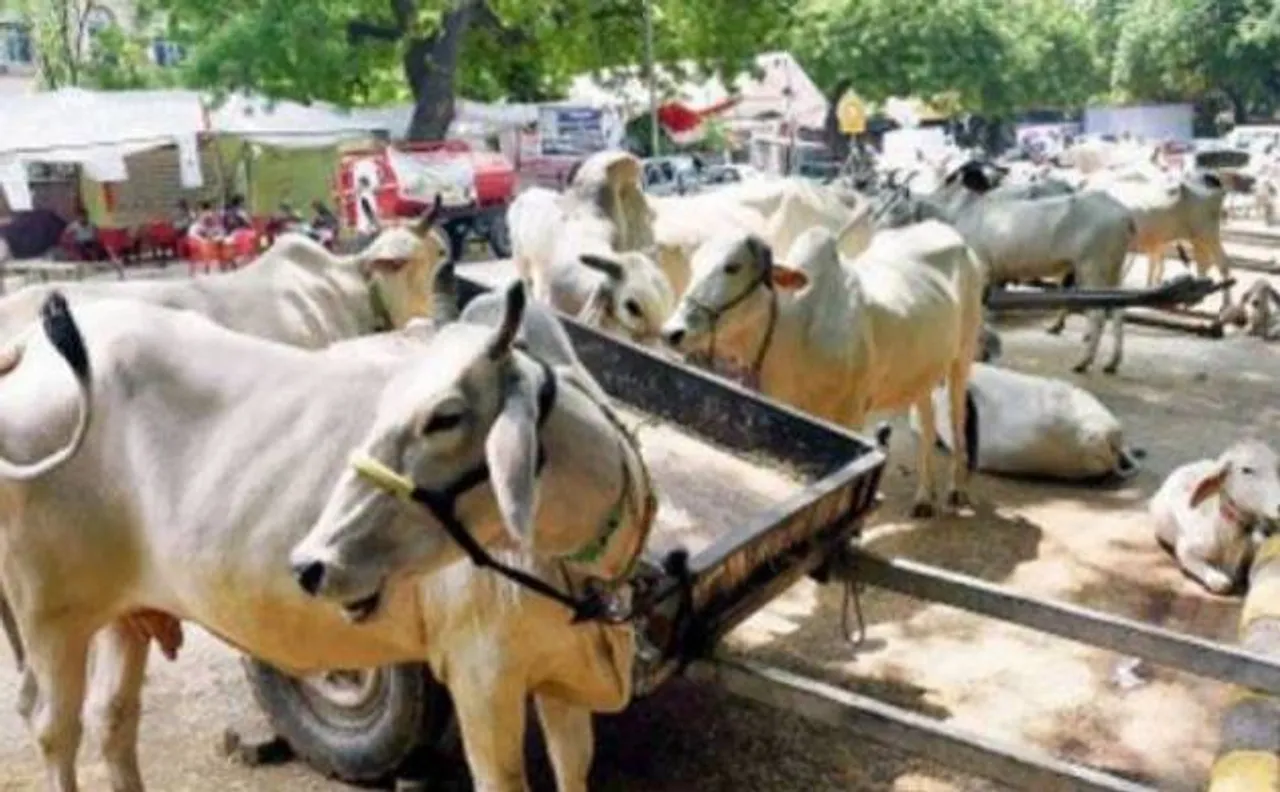 गोहत्या पर होगी आजीवन कारावास की सजा, नहीं होगी जमानत भी, गुजरात सरकार ने लागू किया कानून