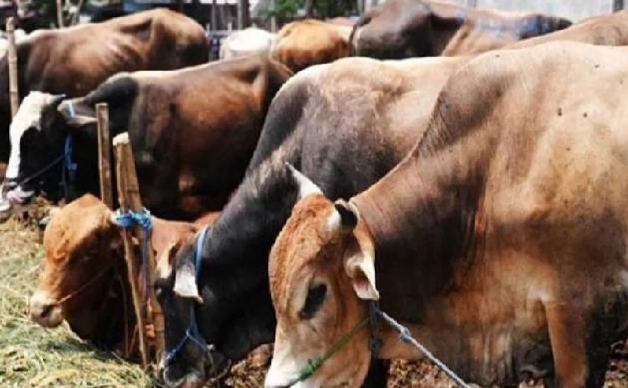 गोरक्षकों की हिंसा पर मोदी सरकार ने सुप्रीम कोर्ट से कहा, हम हिंसा के खिलाफ