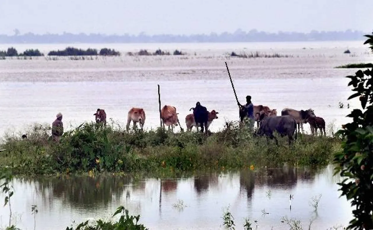 क्या बिहार में बाढ़ की वजह हैं चूहे?