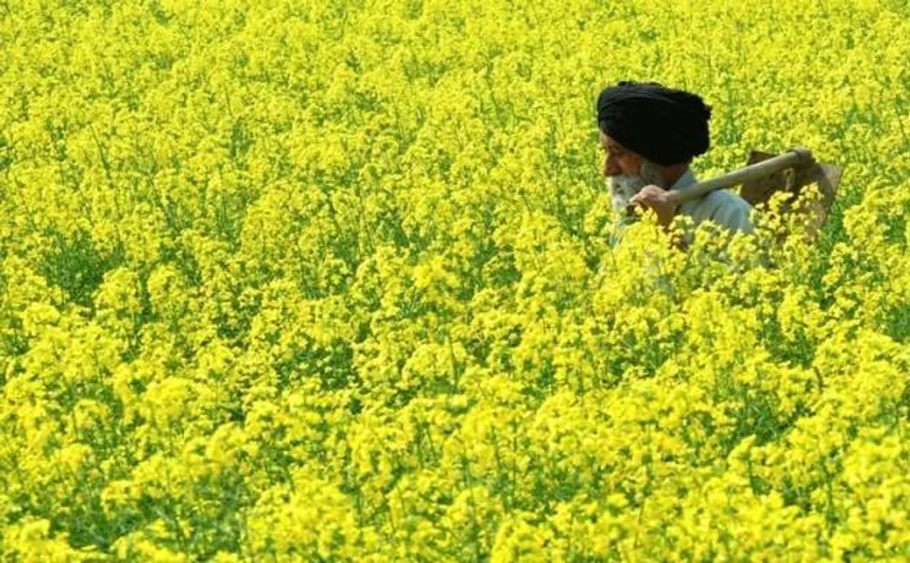 GM सरसों के कमर्शियल इस्तेमाल पर SC को केंद्र का जवाब, नहीं लिया गया अब तक कोई फैसला