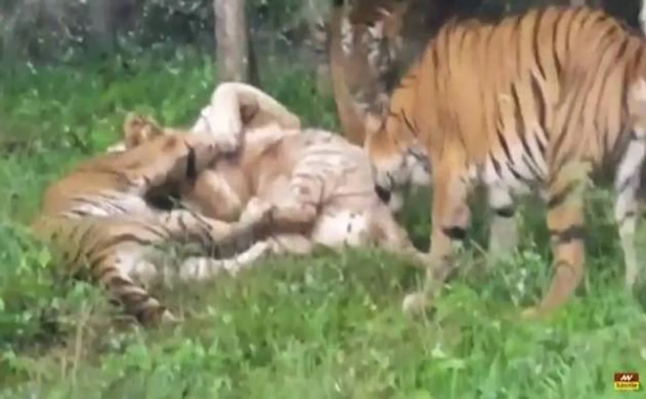 VIDEO: रॉयल बंगाल टाइगर्स का रोडरेज, सफेद टाइगर को किया जख्मी