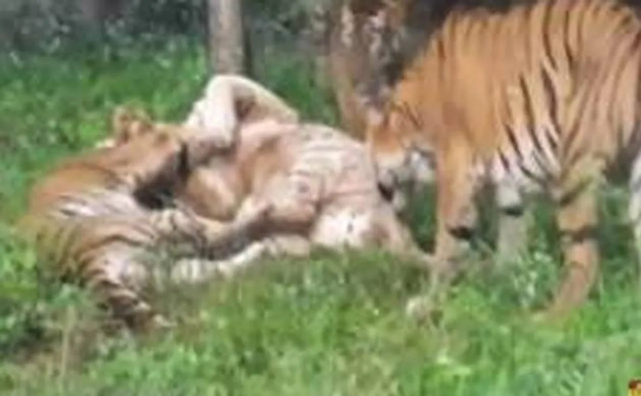 रॉयल बंगाल टाइगर्स का रोडरेज, सफेद टाइगर की हुई मौत