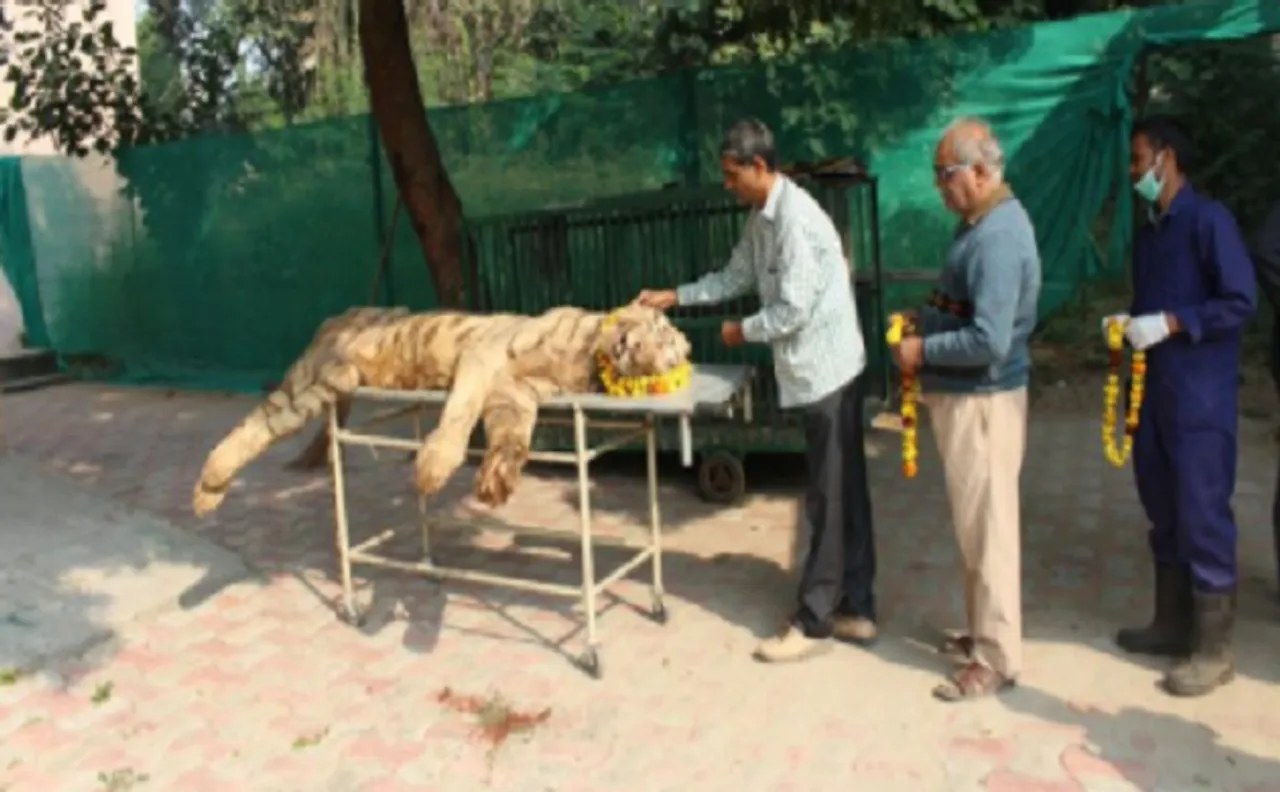 लखनऊ: चिड़ियाघर के सफेद बाघ 'आर्यन' की मौत, लंबे समय से चल रहा था बीमार