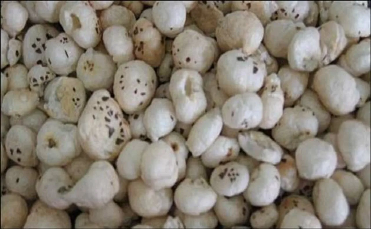 मिथिलांचल की खास पहचान है 'मखाना', लेकिन किसानों को नहीं मिल रहा है लाभ