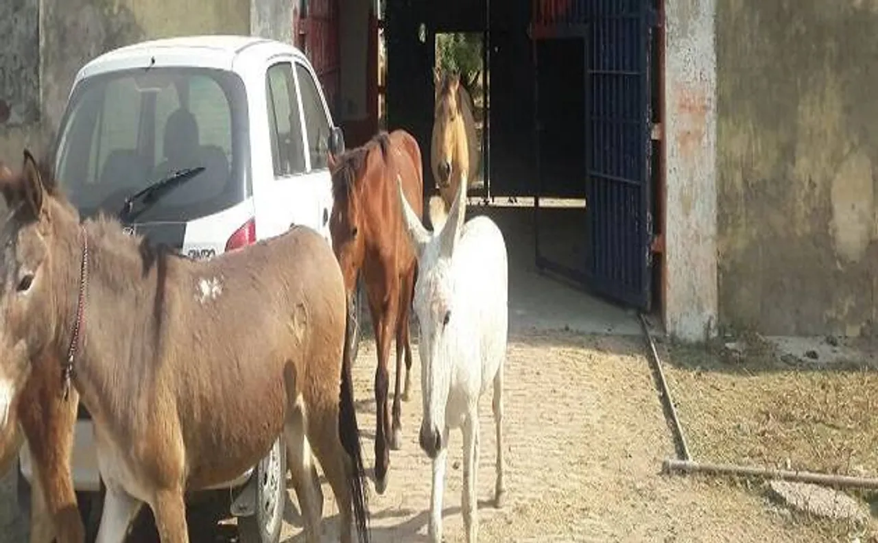यूपी पुलिस ने गधों को दी इस बात के लिए सजा, चार दिन बाद जेल से हुए रिहा