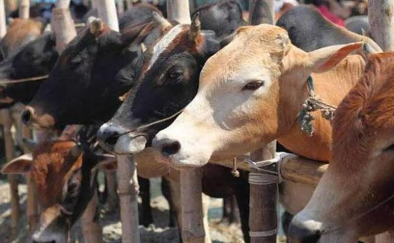केंद्र सरकार ने वध के लिए मवेशियों की बिक्री पर प्रतिबंध का आदेश लिया वापस
