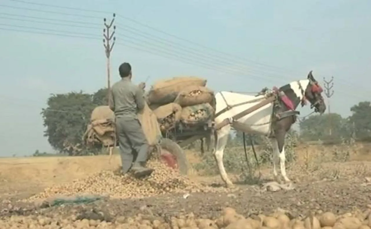 आगराः नहीं मिल रहे खरीदार, किसान खेतों में फेंक रहे आलू
