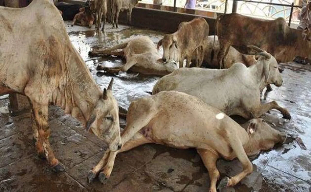 मध्य प्रदेश में 17 गायों की मौत के मामले में सीएम कमलनाथ ने दिया जांच के आदेश