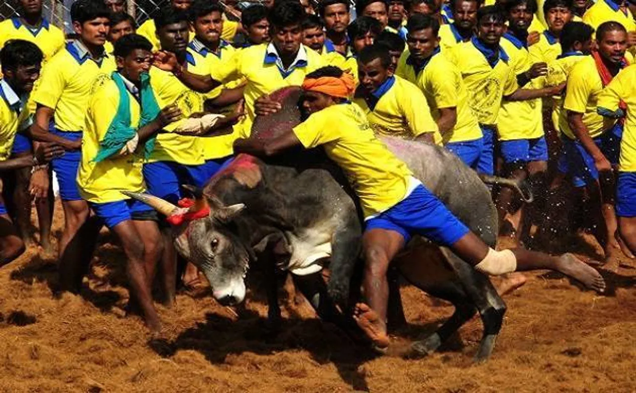 जल्लीकट्टू देखने आए एक युवक की मौत, 25 घायल