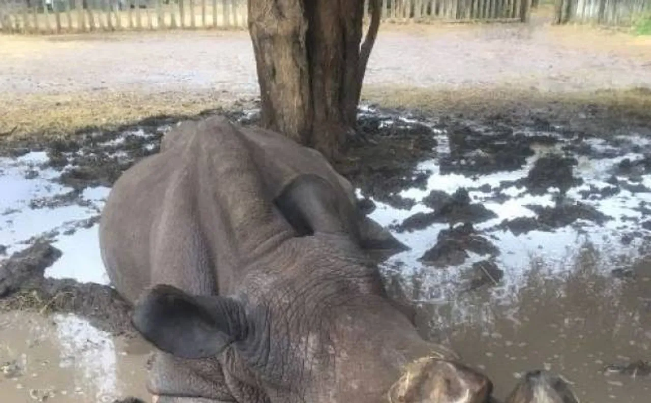 दुनिया के आखिरी सफेद गैंडे 'सूडान' की मौत