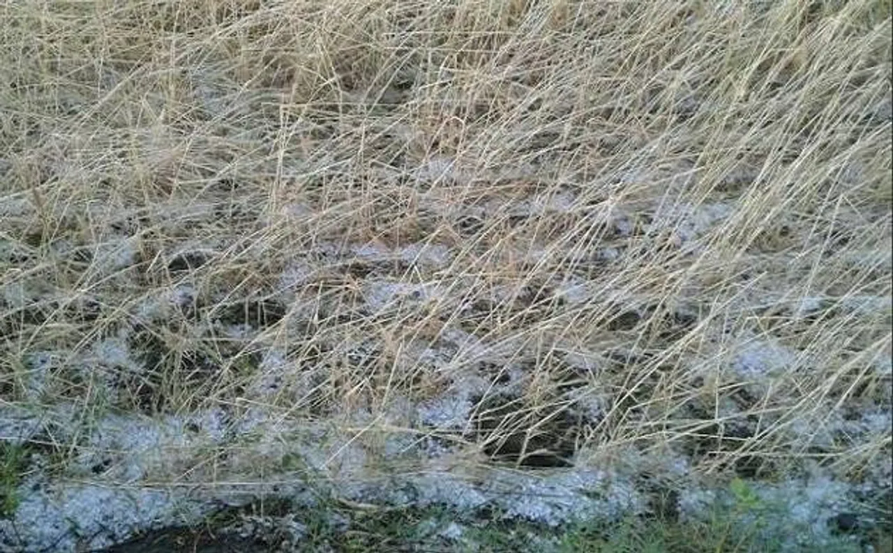 किसानों पर पड़ रही है दोहरी मार, भारी बारिश और ओलों से फसलों को नुकसान