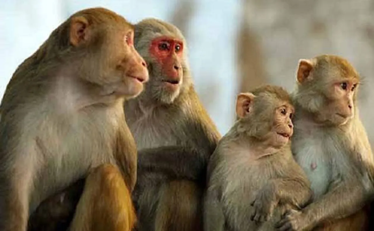 यूपीः आगरा में बंदरों का आतंक, व्यापारी का डेढ़ लाख रुपये से भरा बैग लेकर फरार
