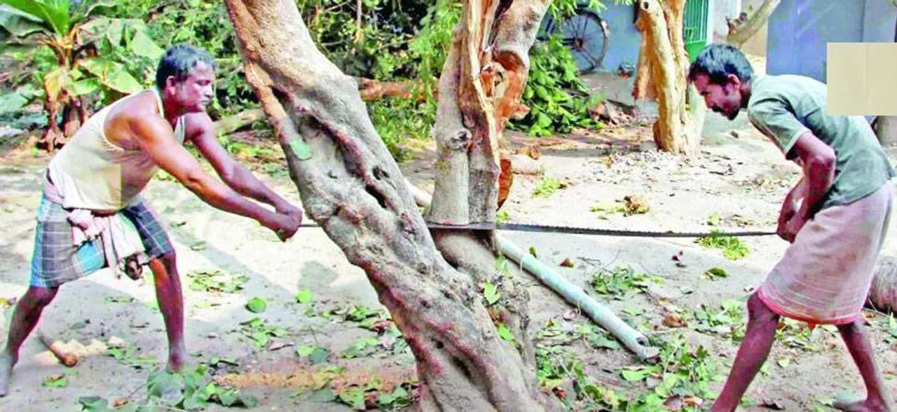 दिल्ली में 16000 पेड़ काटने के फैसले पर हाई कोर्ट ने लगाई रोक, बीजेपी के भी बदले सुर