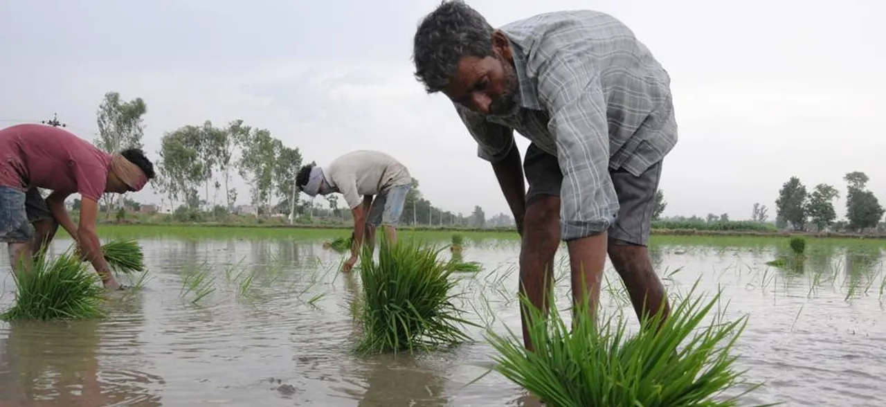 मॉनसून की सक्रियता से खरीफ फसलों की बुआई ने पकड़ा जोर