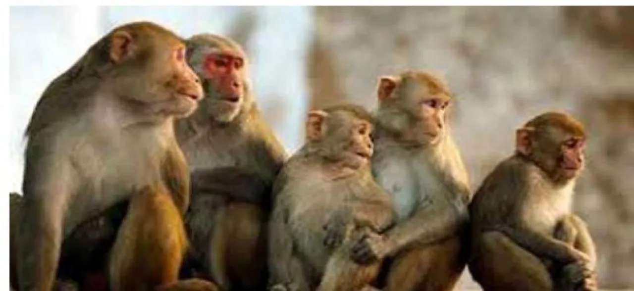 उत्तर प्रदेश : तीन युवकों ने बंदर को मारी गोली, इलाके में बढ़ा तनाव