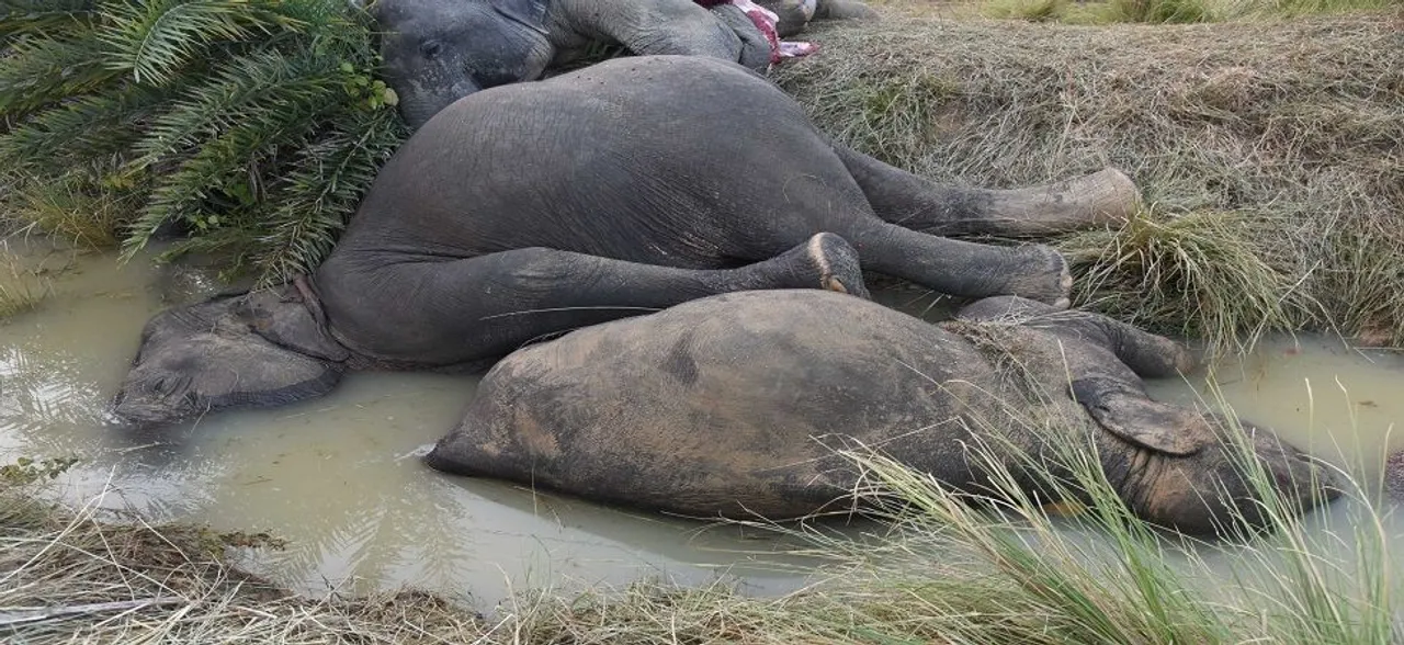 ओडिशा इलेक्ट्रि्सिटी बोर्ड की लापरवाही से करंट लगने से 7 हाथी की मौत, NGT ने लगाया 1 करोड़ का जुर्माना