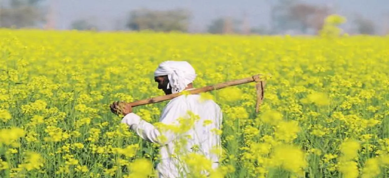 Mustard में छिपी है किसानों की भलाई, जानें कैसे बदल सकती है किस्‍मत