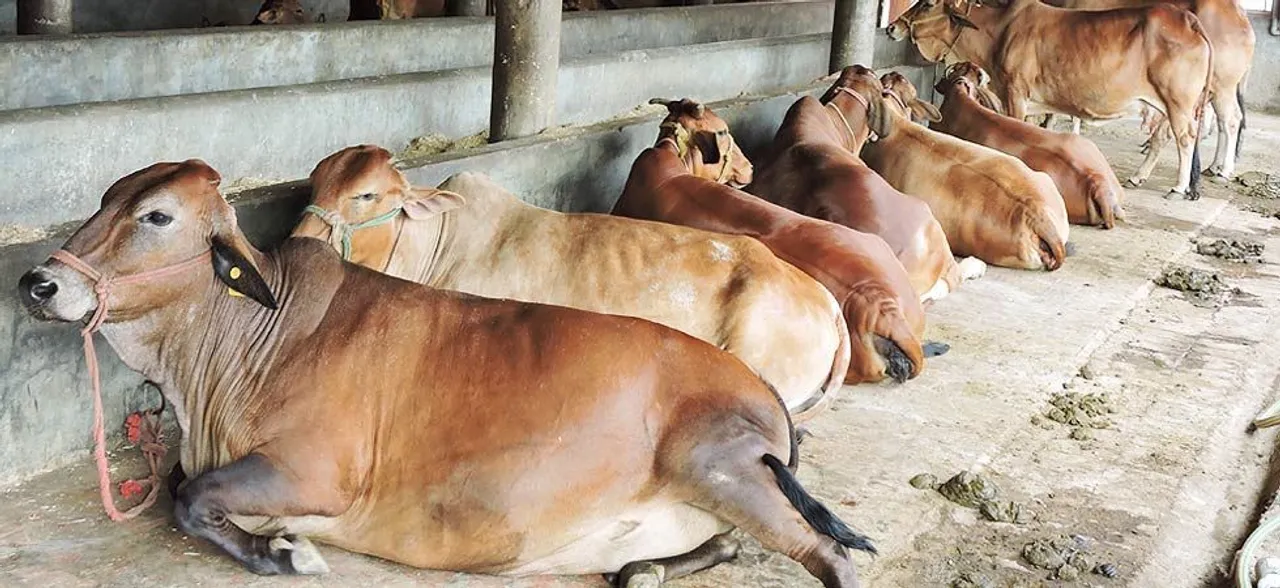 लावारिस पशुओं से छुटकारा पाने के लिए हरियाणा पशुपालन विभाग ने बनाई ये बड़ी योजना