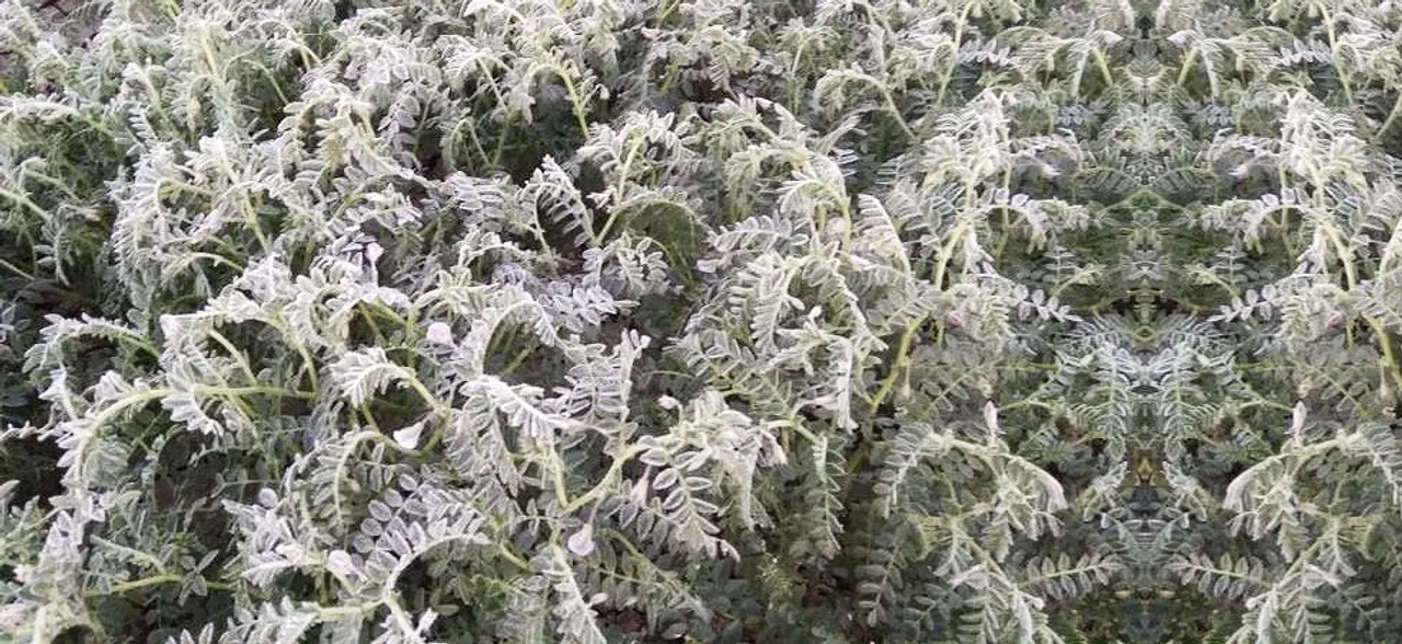 कड़ाके की ठंड से कांप रहा MP, इस दिन से मिल सकती है शीतलहर से राहत
