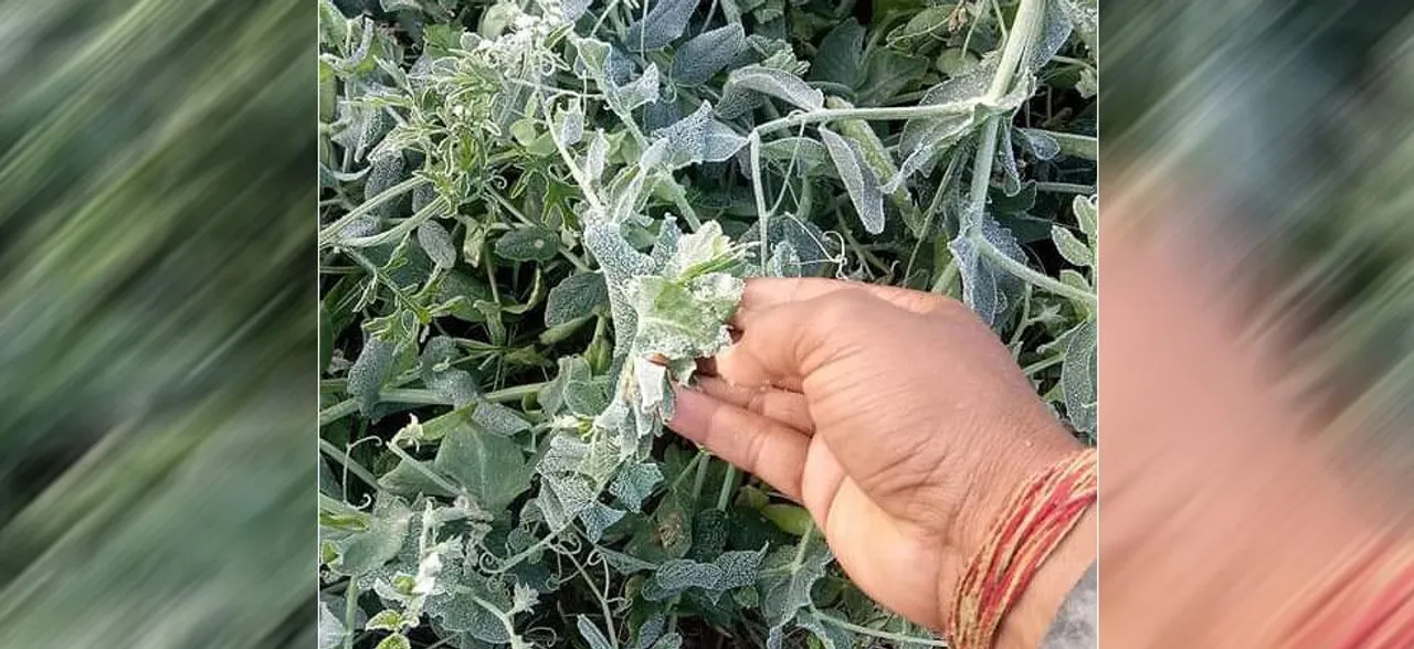 ठंड के कहर का फसलों और सब्‍जियों पर दिखेगा असर, जानें किन पर कितना प्रभाव
