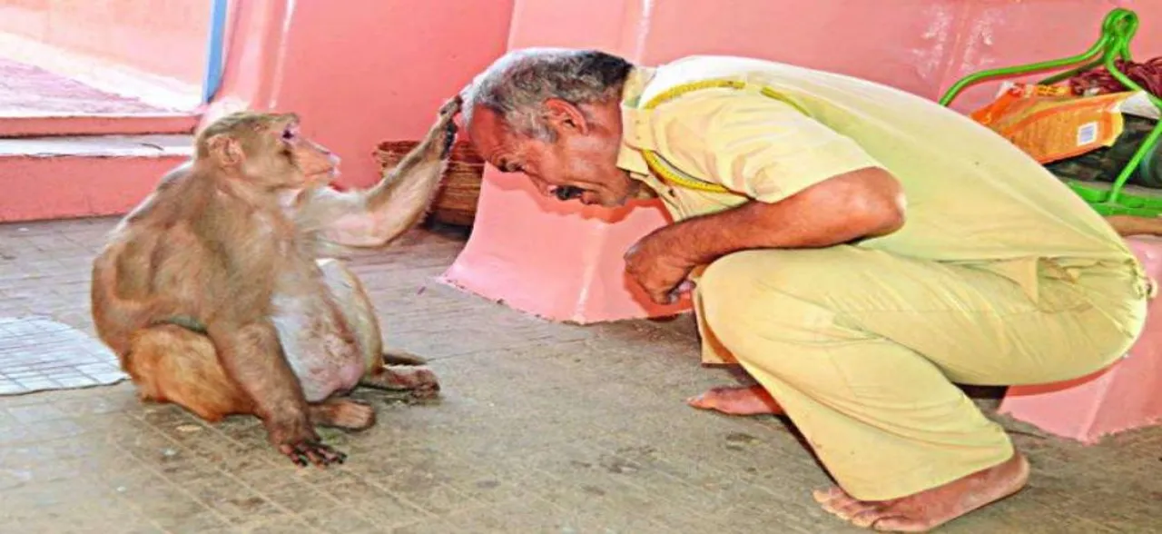 8 साल से हनुमान मंदिर की रक्षा कर रहा है ये बंदर, भक्तों के सिर पर हाथ रख देता है आशीर्वाद