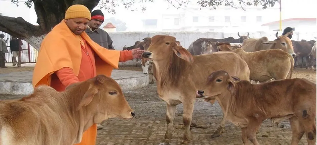 गोवंशों की मौत पर योगी आदित्यनाथ नाराज, उठाया ये बड़ा कदम