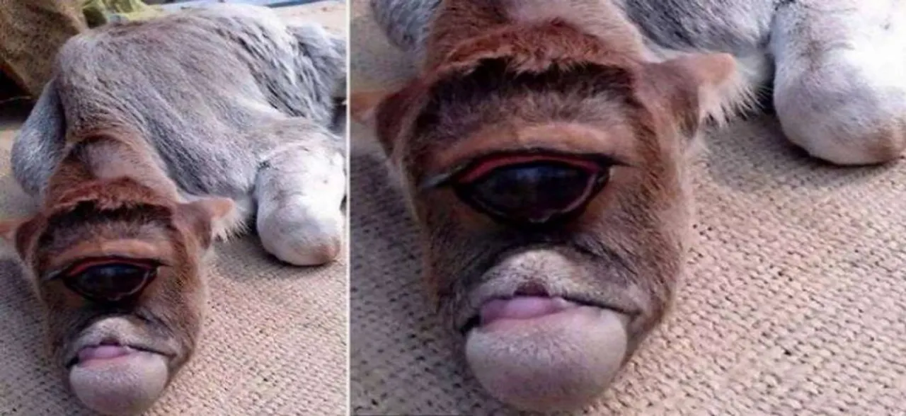 गाय की कोख से जन्मा एक आंख वाला बछड़ा, भगवान समझ पूजा-पाठ में जुटे लोग, सच्चाई जान रह जाएंगे दंग
