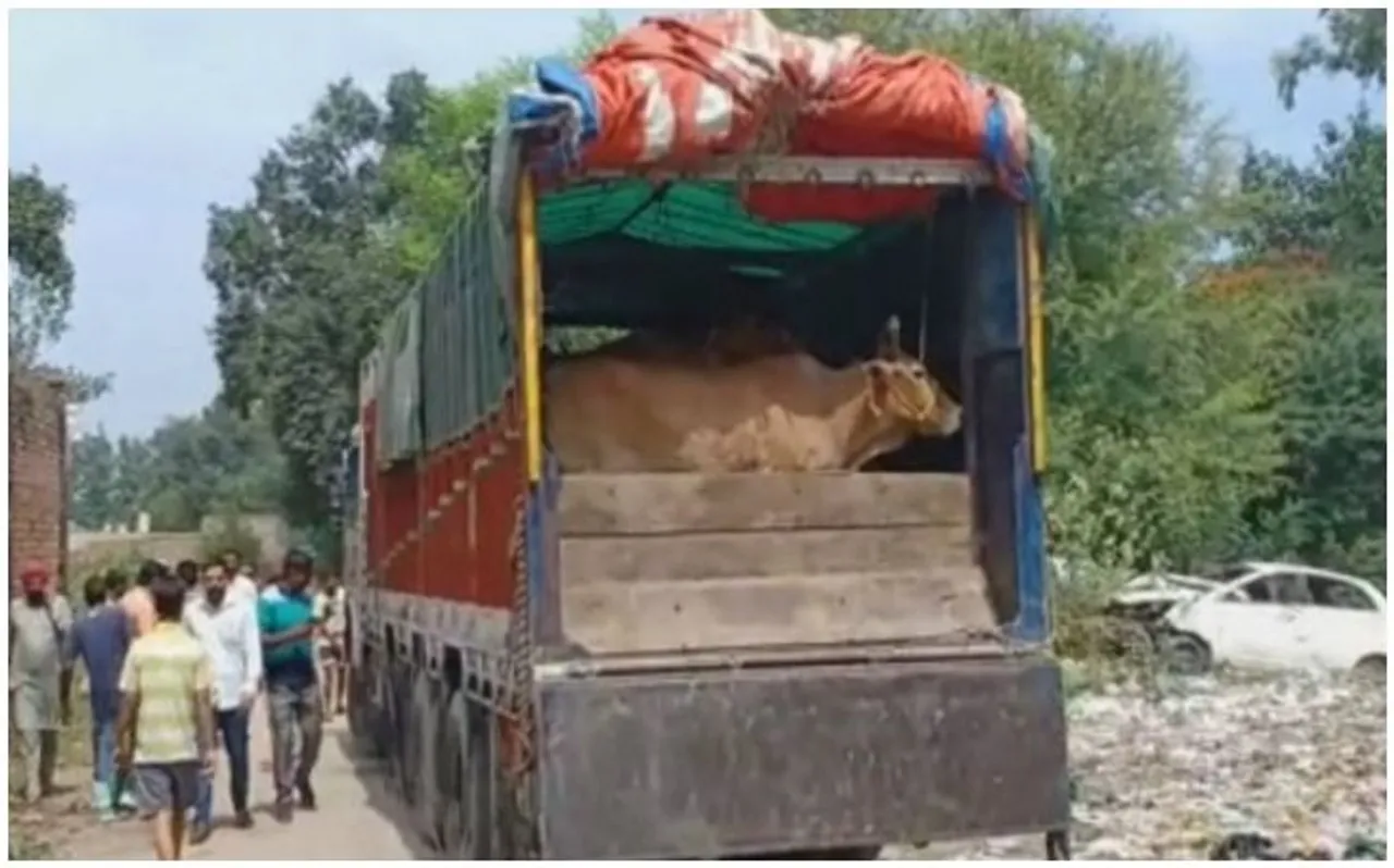 मध्य प्रदेश : गुना में कथित गौ रक्षकों का तांडव, गौवंश से भरे ट्रक पर किया पथराव