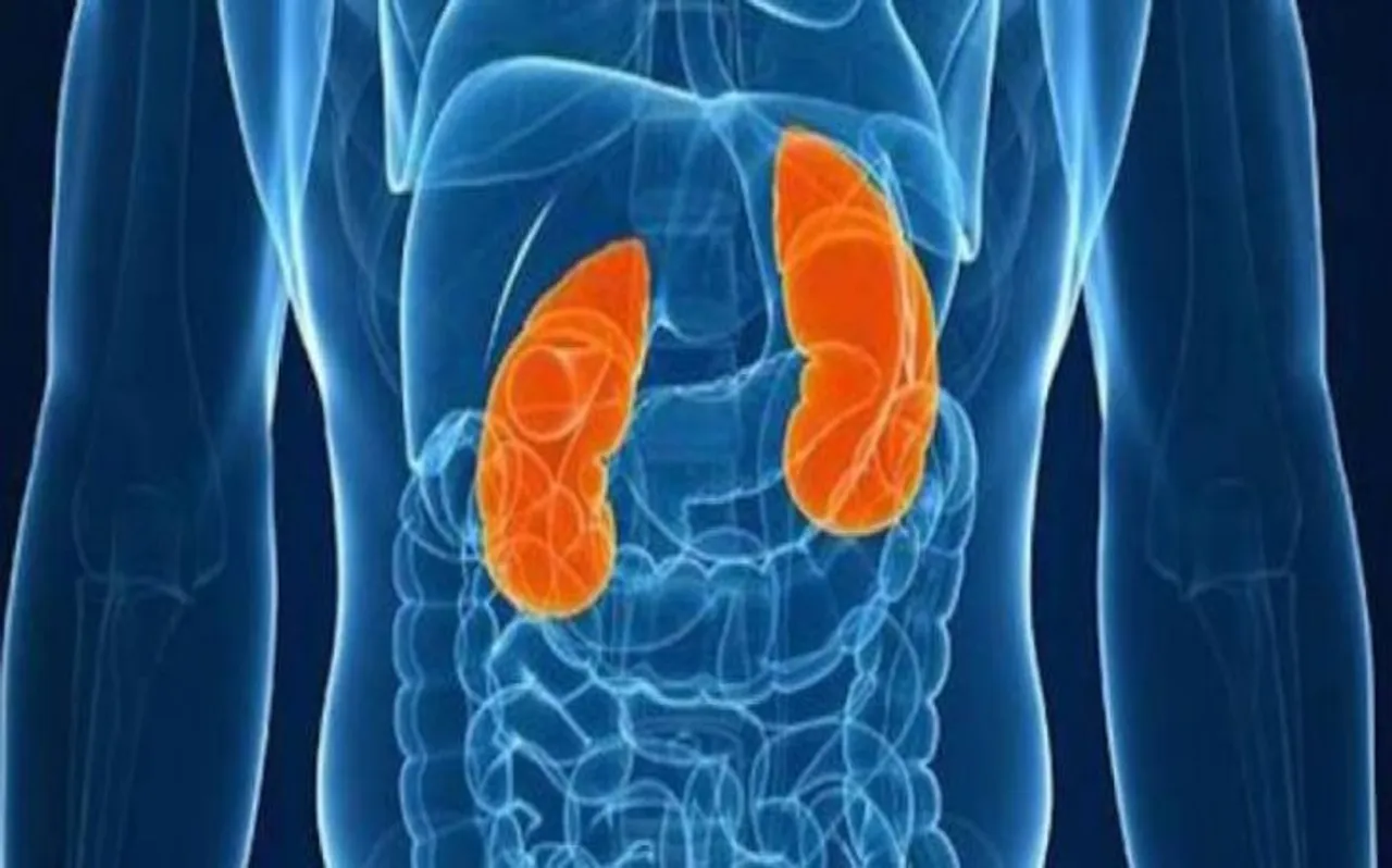 विश्व किडनी दिवस : Kidney की बीमारी को ठीक कर सकता है ये आयुर्वेदिक पौधा