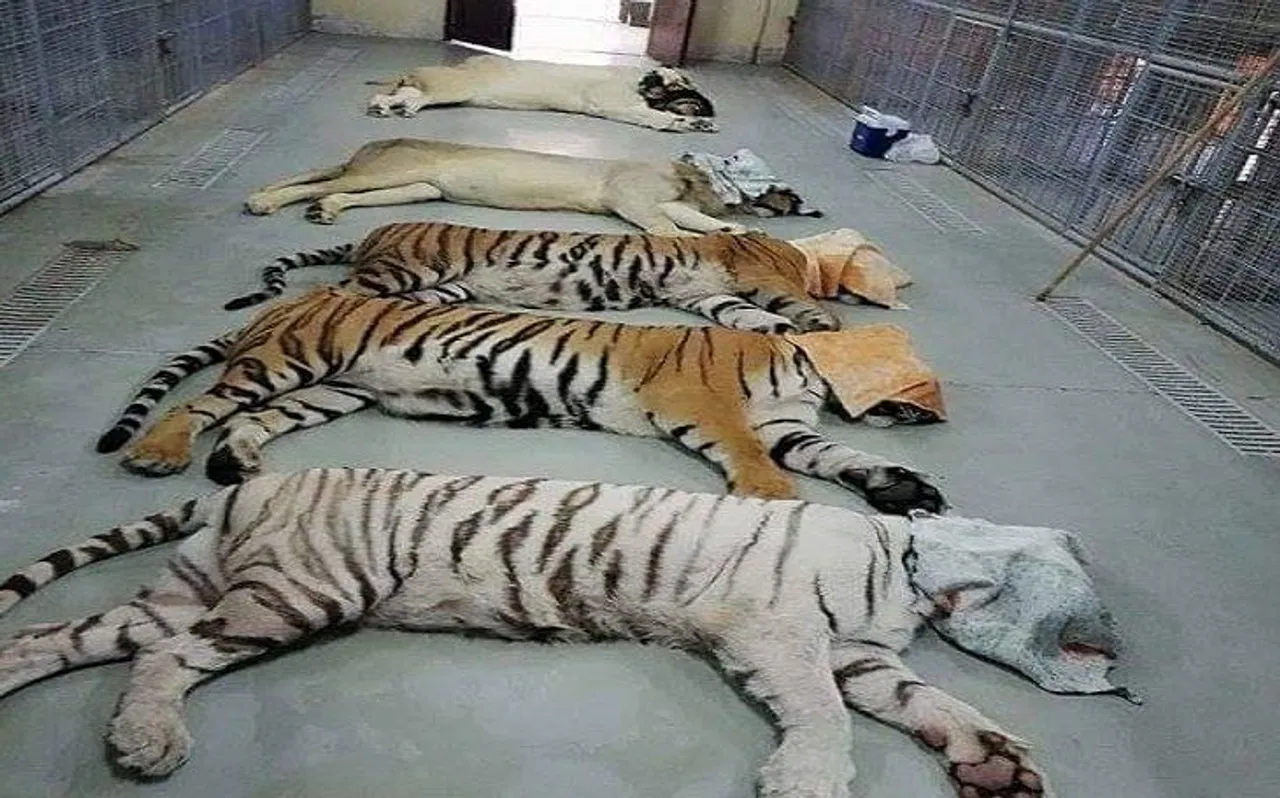 भारतीय विमान से UAE ने पाकिस्‍तान को भेजा ये बड़ा तोहफा, खुश हुए इमरान खान