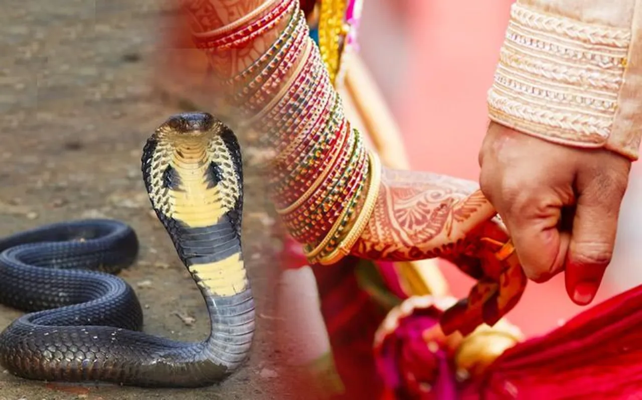 यहां दहेज में दामाद को सोना-चांदी नहीं, बल्कि देते हैं 21 सांप, ऐसा नहीं करने पर...