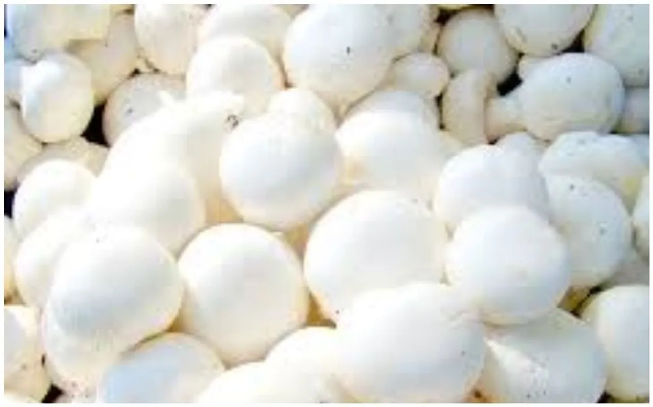 बटन मशरूम (Button Mushroom) की खेती करके कमा सकते हैं लाखों रुपये, ये है तरीका
